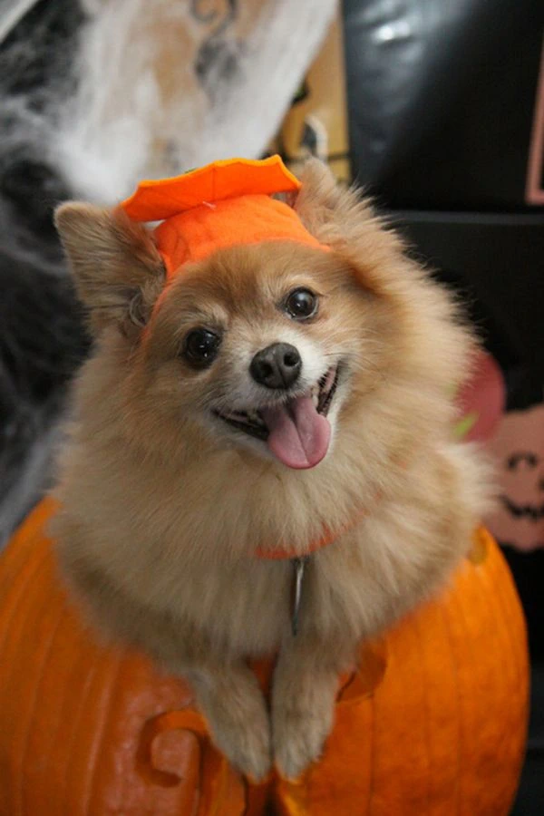 Cute-Puppy